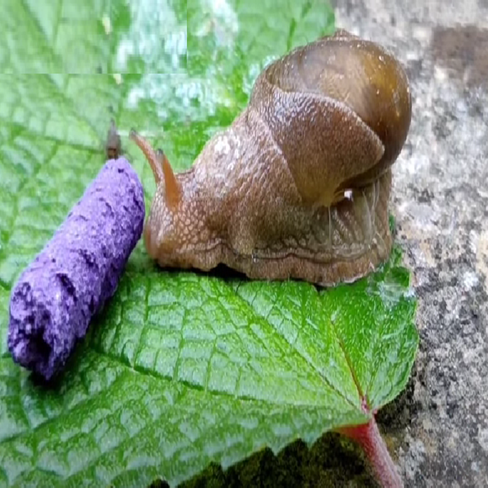Snailkill Insecticide